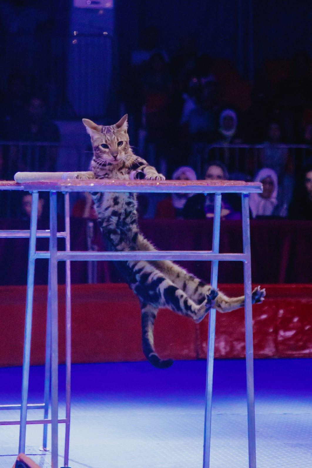 Дрессированный 🐱