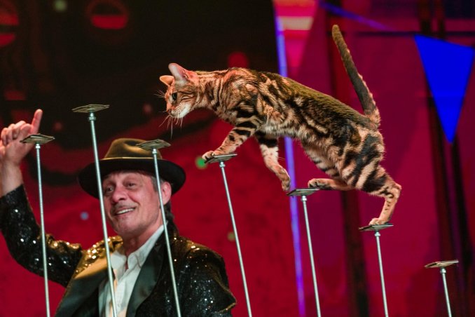 Шоу с дрессированными кошками